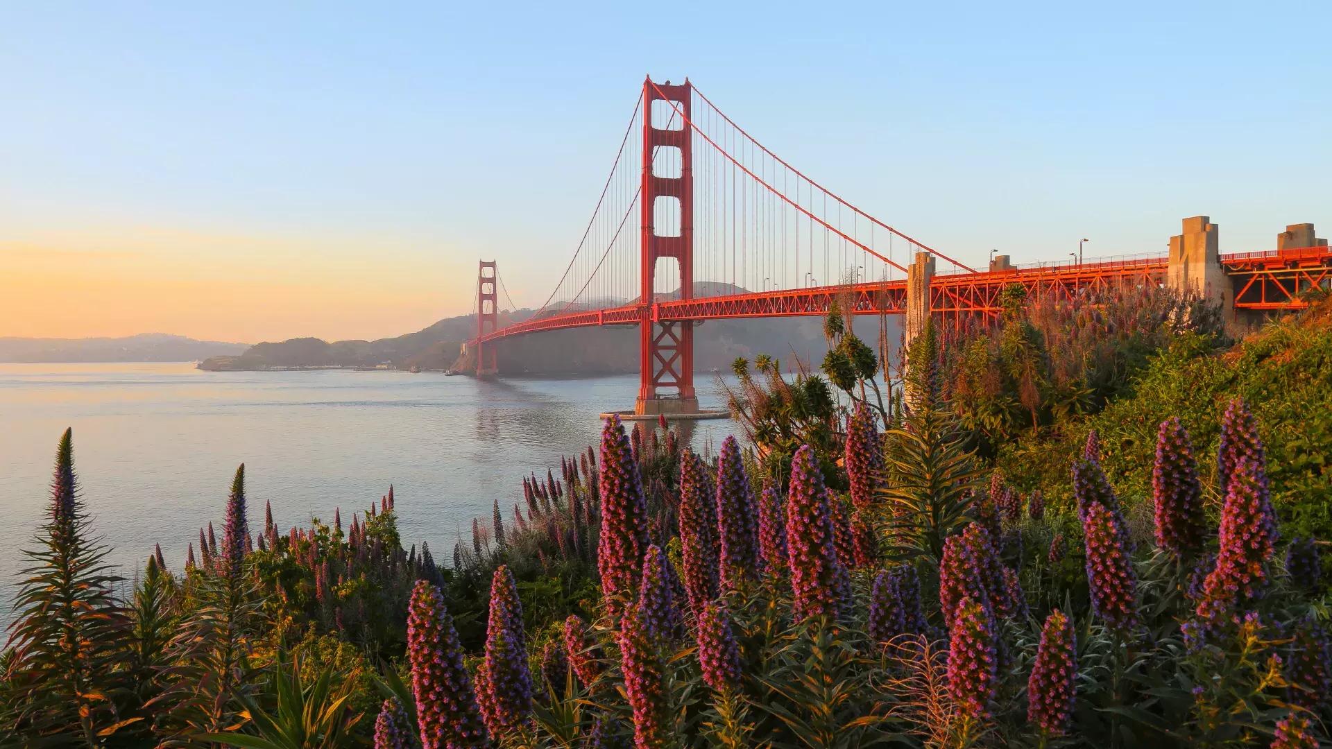 Le Golden Gate Bridge est représenté avec de grandes fleurs au premier plan.